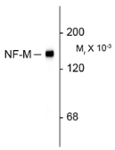Anti-NF-M antibody [3H11] used in Western Blot (WB). GTX82643