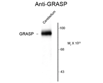 Anti-GRASP1 antibody used in Western Blot (WB). GTX82663