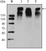 Anti-Ki67 antibody [8D5] used in Western Blot (WB). GTX82777