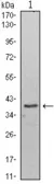 Anti-WDR5 antibody [7B11] used in Western Blot (WB). GTX82808