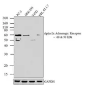Anti-alpha 2a Adrenergic Receptor antibody used in Western Blot (WB). GTX82843