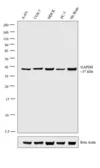 Anti-GAPDH antibody used in Western Blot (WB). GTX82899