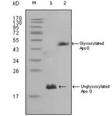 Anti-Apolipoprotein O antibody [2F1] used in Western Blot (WB). GTX83136