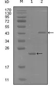 Anti-EphA8 antibody [9A12D8] used in Western Blot (WB). GTX83167