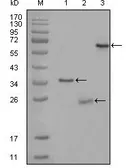 Anti-CD33 antibody [2B7C12] used in Western Blot (WB). GTX83169