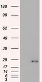 Anti-VEGFA antibody [4G3] used in Western Blot (WB). GTX83425