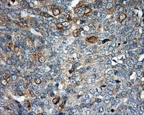 Anti-SIL1 antibody [3E3] used in IHC (Paraffin sections) (IHC-P). GTX83642