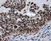 Anti-SIL1 antibody [1F9] used in IHC (Paraffin sections) (IHC-P). GTX83645