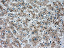 Anti-SIGLEC9 antibody [8F7] used in IHC (Paraffin sections) (IHC-P). GTX83647