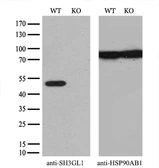 Anti-SH3GL1 antibody [3F8] used in Western Blot (WB). GTX83658