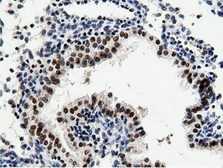 Anti-NT5DC1 antibody [1E11] used in IHC (Paraffin sections) (IHC-P). GTX83992