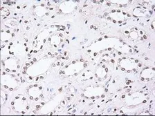 Anti-Noggin antibody [1C1] used in IHC (Paraffin sections) (IHC-P). GTX84021
