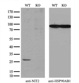 Anti-NIT2 antibody [6H7] used in Western Blot (WB). GTX84040