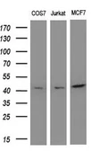 Anti-MEK2 antibody [5F6] used in Western Blot (WB). GTX84166