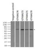 Anti-LTA4H antibody [8F4] used in Immunoprecipitation (IP). GTX84171