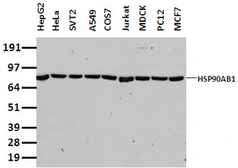 Anti-Hsp90 beta antibody [4C10] used in Western Blot (WB). GTX84342