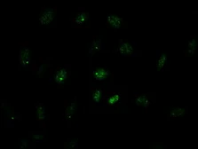 Anti-GATA4 antibody [9F9] used in Immunocytochemistry/ Immunofluorescence (ICC/IF). GTX84460