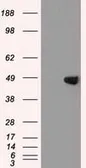 Anti-GATA4 antibody [1H8] used in Western Blot (WB). GTX84461