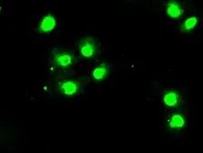 Anti-BUB1B antibody [11G2] used in Immunocytochemistry/ Immunofluorescence (ICC/IF). GTX84768