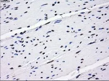 Anti-BTN3A2 antibody [1A6] used in IHC (Paraffin sections) (IHC-P). GTX84773
