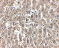 Anti-LDL Receptor antibody used in IHC (Paraffin sections) (IHC-P). GTX85109