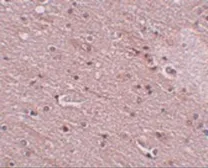 Anti-TMEM16B antibody used in IHC (Paraffin sections) (IHC-P). GTX85241