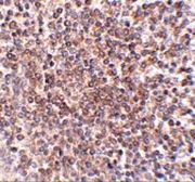Anti-OCC1 antibody used in IHC (Paraffin sections) (IHC-P). GTX85351