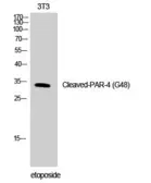 Anti-F2RL3 / PAR-4 (cleaved Gly48) antibody used in Western Blot (WB). GTX86937