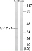 Anti-GPR174 antibody used in Western Blot (WB). GTX87118