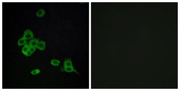 Anti-CDH26 antibody used in Immunocytochemistry/ Immunofluorescence (ICC/IF). GTX87271