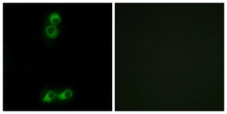 Anti-OR10J5 antibody used in Immunocytochemistry/ Immunofluorescence (ICC/IF). GTX87280
