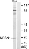 Anti-NRSN1 antibody used in Western Blot (WB). GTX87341