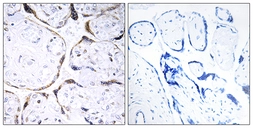 Anti-POFUT2 antibody used in IHC (Paraffin sections) (IHC-P). GTX87432