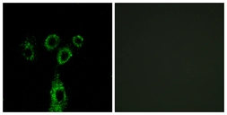 Anti-GASP1 antibody used in Immunocytochemistry/ Immunofluorescence (ICC/IF). GTX87441