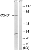 Anti-KCND1 antibody used in Western Blot (WB). GTX87796