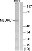 Anti-NEURL antibody used in Western Blot (WB). GTX87864