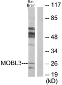 Anti-MOBKL3 antibody used in Western Blot (WB). GTX87869