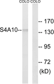 Anti-SLC4A8 + SLC4A10 antibody used in Western Blot (WB). GTX87893