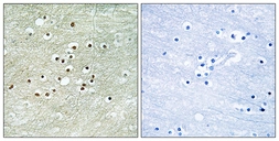 Anti-NPAS4 antibody used in IHC (Paraffin sections) (IHC-P). GTX87940