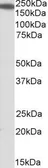 Anti-IQGAP1 antibody, Internal used in Western Blot (WB). GTX88153