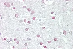 Anti-MC5R antibody, N-term used in IHC (Paraffin sections) (IHC-P). GTX88470